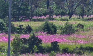 TERRENO 500 M2  IDEAL PARA CABAÑA O CASA DE DESCANSO HUASCA DE OCAMPO, HGO.