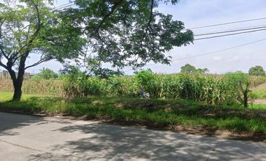 Tanah Luas Pinggir Jalan Raya Brumbung Mranggen Demak Cocok Untuk Usaha dan Industri