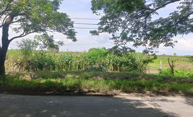 Tanah Luas Pinggir Jalan Raya Brumbung Mranggen Demak Cocok Untuk Usaha dan Industri