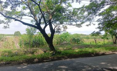 Tanah Luas Pinggir Jalan Raya Brumbung Mranggen Demak Cocok Untuk Usaha dan Industri