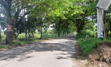 Tanah Luas Pinggir Jalan Raya Brumbung Mranggen Demak Cocok Untuk Usaha dan Industri