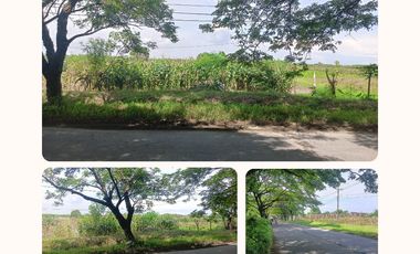 Tanah Luas Pinggir Jalan Raya Brumbung Mranggen Demak Cocok Untuk Usaha dan Industri