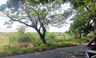 Tanah Luas Pinggir Jalan Raya Brumbung Mranggen Demak Cocok Untuk Usaha dan Industri