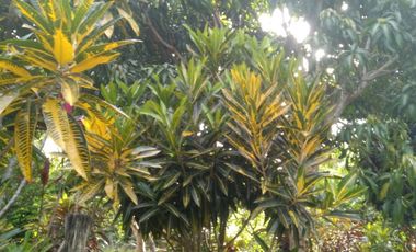 TERRENO HERMOSO CON PLANTAS ORNAMENTALES Y FRUTALES