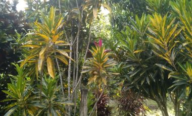 TERRENO HERMOSO CON PLANTAS ORNAMENTALES Y FRUTALES