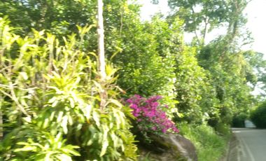 TERRENO HERMOSO CON PLANTAS ORNAMENTALES Y FRUTALES