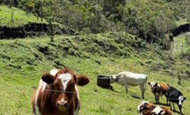 Venta de Hacienda con Ganado y Maquinaria en Cotacachi, 66 hectáreas