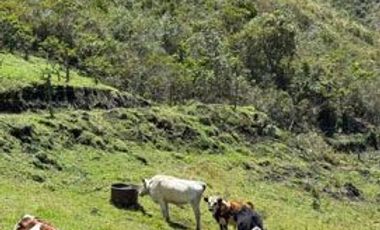 Venta de Hacienda con Ganado y Maquinaria en Cotacachi, 66 hectáreas