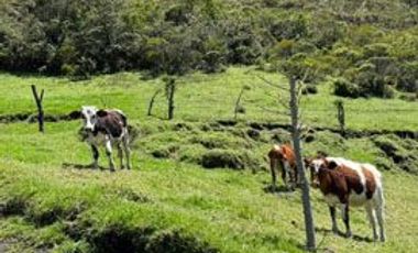 Venta de Hacienda con Ganado y Maquinaria en Cotacachi, 66 hectáreas