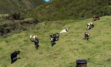 Venta de Hacienda con Ganado y Maquinaria en Cotacachi, 66 hectáreas