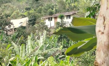 VENTA  FINCA DE 12.HAS, SEMBRIOS CAFE, EN INTAG COTACACHI