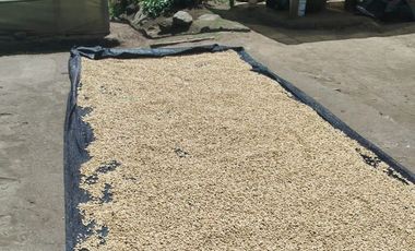 VENTA  FINCA DE 12.HAS, SEMBRIOS CAFE, EN INTAG COTACACHI