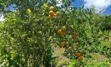 VENTA  FINCA DE 12.HAS, SEMBRIOS CAFE, EN INTAG COTACACHI