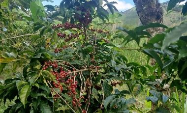 VENTA  FINCA DE 12.HAS, SEMBRIOS CAFE, EN INTAG COTACACHI