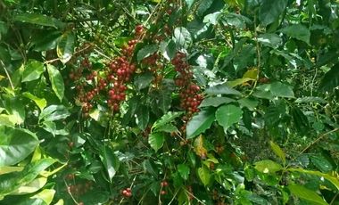 VENTA  FINCA DE 12.HAS, SEMBRIOS CAFE, EN INTAG COTACACHI