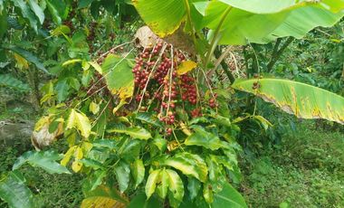 VENTA  FINCA DE 12.HAS, SEMBRIOS CAFE, EN INTAG COTACACHI