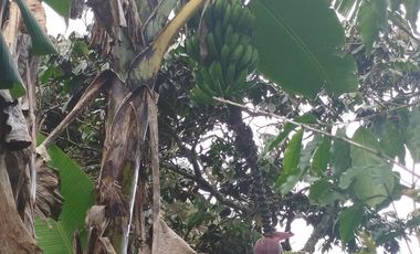 VENTA  FINCA DE 12.HAS, SEMBRIOS CAFE, EN INTAG COTACACHI