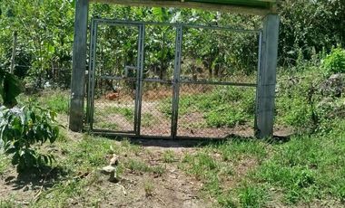 VENTA  FINCA DE 12.HAS, SEMBRIOS CAFE, EN INTAG COTACACHI