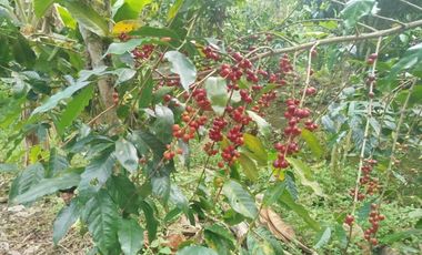 VENTA  FINCA DE 12.HAS, SEMBRIOS CAFE, EN INTAG COTACACHI