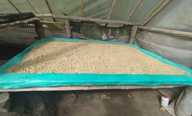 VENTA  FINCA DE 12.HAS, SEMBRIOS CAFE, EN INTAG COTACACHI