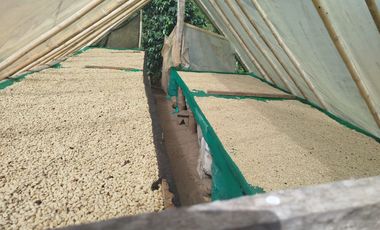 VENTA  FINCA DE 12.HAS, SEMBRIOS CAFE, EN INTAG COTACACHI