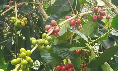 VENTA  FINCA DE 12.HAS, SEMBRIOS CAFE, EN INTAG COTACACHI