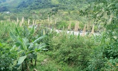 VENTA  FINCA DE 12.HAS, SEMBRIOS CAFE, EN INTAG COTACACHI