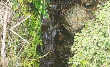 VENTA  FINCA DE 12.HAS, SEMBRIOS CAFE, EN INTAG COTACACHI