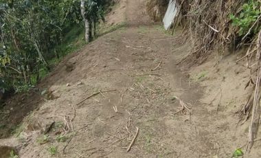 VENTA  FINCA DE 12.HAS, SEMBRIOS CAFE, EN INTAG COTACACHI