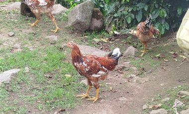 VENTA  FINCA DE 12.HAS, SEMBRIOS CAFE, EN INTAG COTACACHI