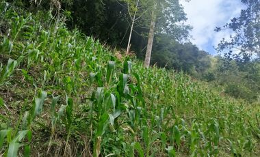 VENTA  FINCA DE 12.HAS, SEMBRIOS CAFE, EN INTAG COTACACHI