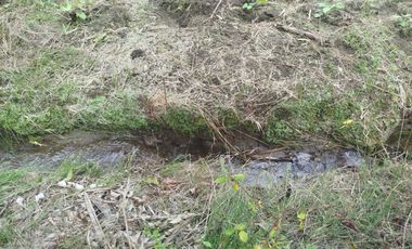 VENTA  FINCA DE 12.HAS, SEMBRIOS CAFE, EN INTAG COTACACHI