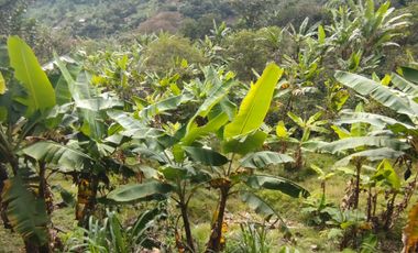 VENTA  FINCA DE 12.HAS, SEMBRIOS CAFE, EN INTAG COTACACHI