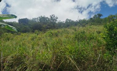 VENTA  FINCA DE 12.HAS, SEMBRIOS CAFE, EN INTAG COTACACHI