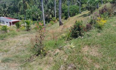 4.9 hectares Lot with Resort Farm For Sale at Ragay Camarines Sur Bicol