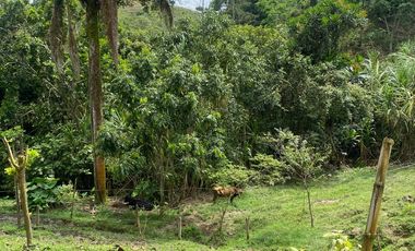 FINCA DE 6 HECTAREAS ARRIENDO