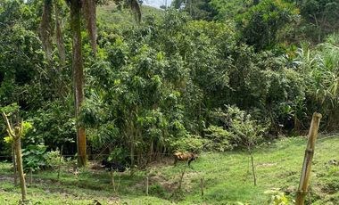 FINCA DE 6 HECTAREAS ARRIENDO