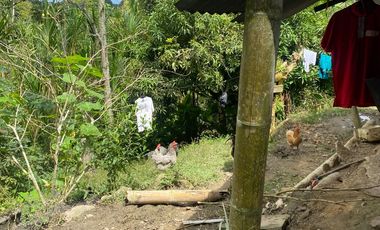 FINCA DE 6 HECTAREAS ARRIENDO