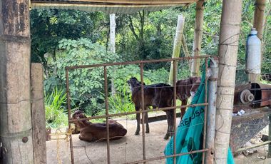 FINCA DE 6 HECTAREAS ARRIENDO