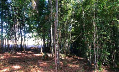 Se venden dos parcelas en el Remanso Arenal a 10 minutos de Valdivia