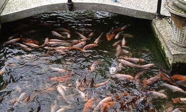 Villa Nyaman Luas Tanah 447 M2,  Dekat Pemandian Air Panas Ciater, Subang, Prop, Jawa Barat.