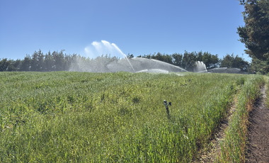Campo agrícola con riego de 71,9 hectáreas comuna de Coihueco