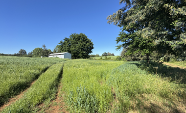 Campo agrícola con riego de 71,9 hectáreas comuna de Coihueco