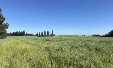 Campo agrícola con riego de 71,9 hectáreas comuna de Coihueco