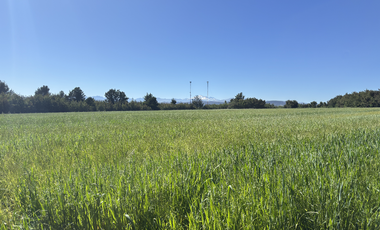 Campo agrícola con riego de 71,9 hectáreas comuna de Coihueco