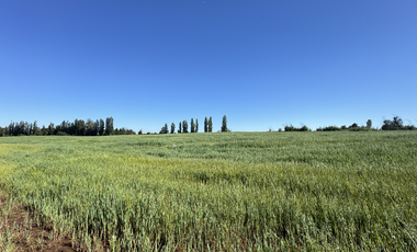 Campo agrícola con riego de 71,9 hectáreas comuna de Coihueco