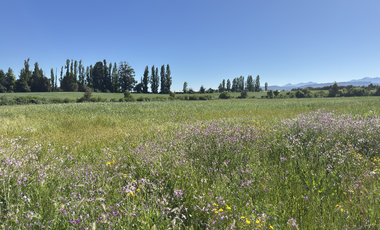 Campo agrícola con riego de 71,9 hectáreas comuna de Coihueco