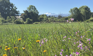 Campo agrícola con riego de 71,9 hectáreas comuna de Coihueco