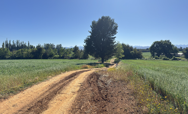 Campo agrícola con riego de 71,9 hectáreas comuna de Coihueco