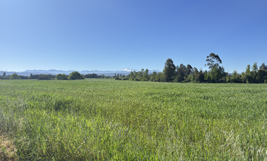 Campo agrícola con riego de 71,9 hectáreas comuna de Coihueco